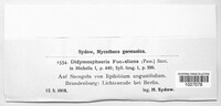 Seimatosporium tostum image